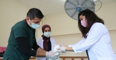 Vets examine a cat at an animal hospital in Van, eastern Turkey, Jan. 6, 2022. (AA PHOTO)