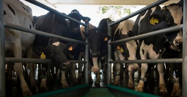 Cows wait to be milked at the Grille Sociedade Cooperativa Galega farm near the village of Mazaricos, northwestern Spain, Sept. 3, 2015. (AFP Photo)