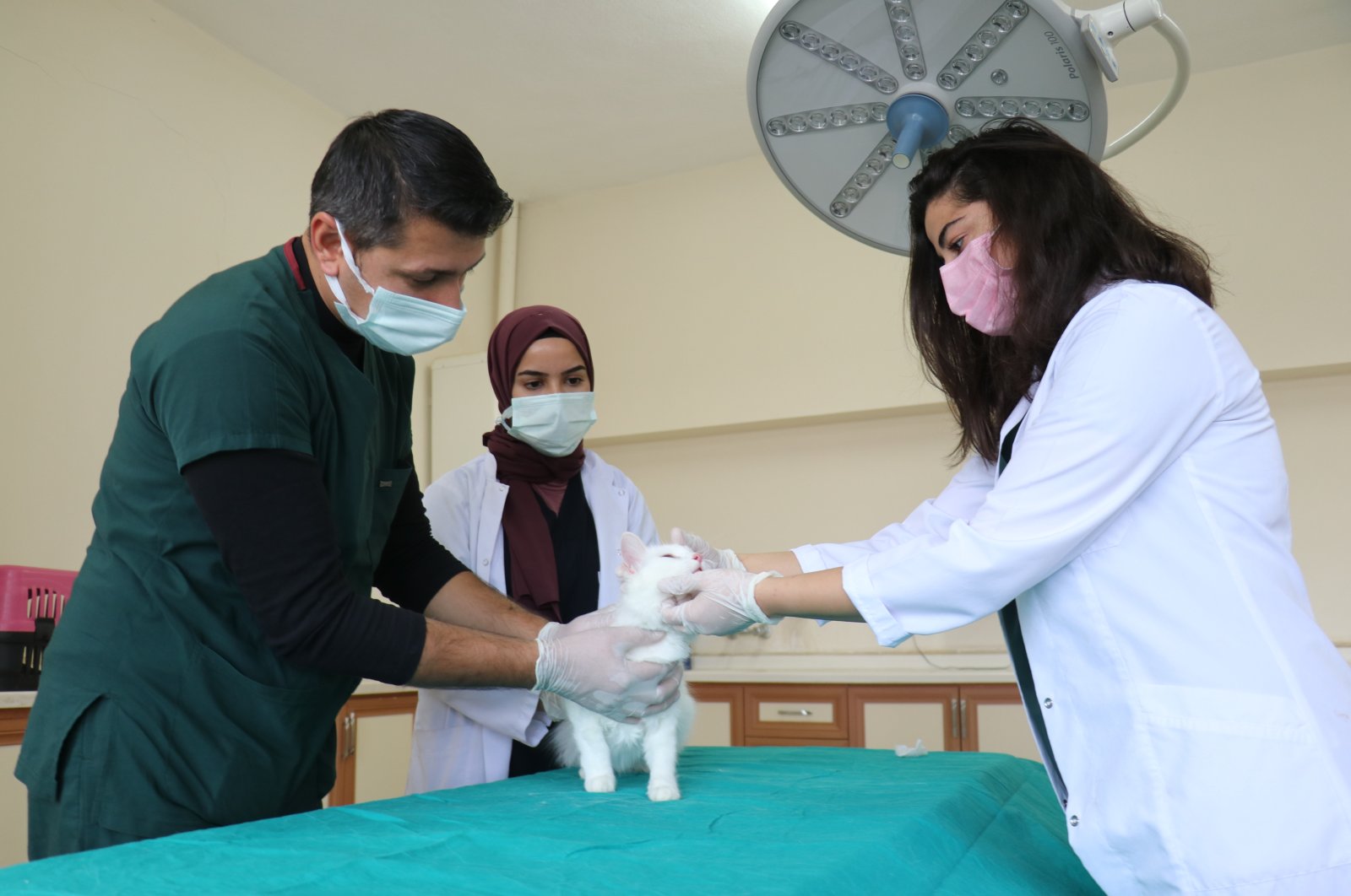 Kesengsaraan pasokan vaksin mengancam kucing dan anjing di Turki