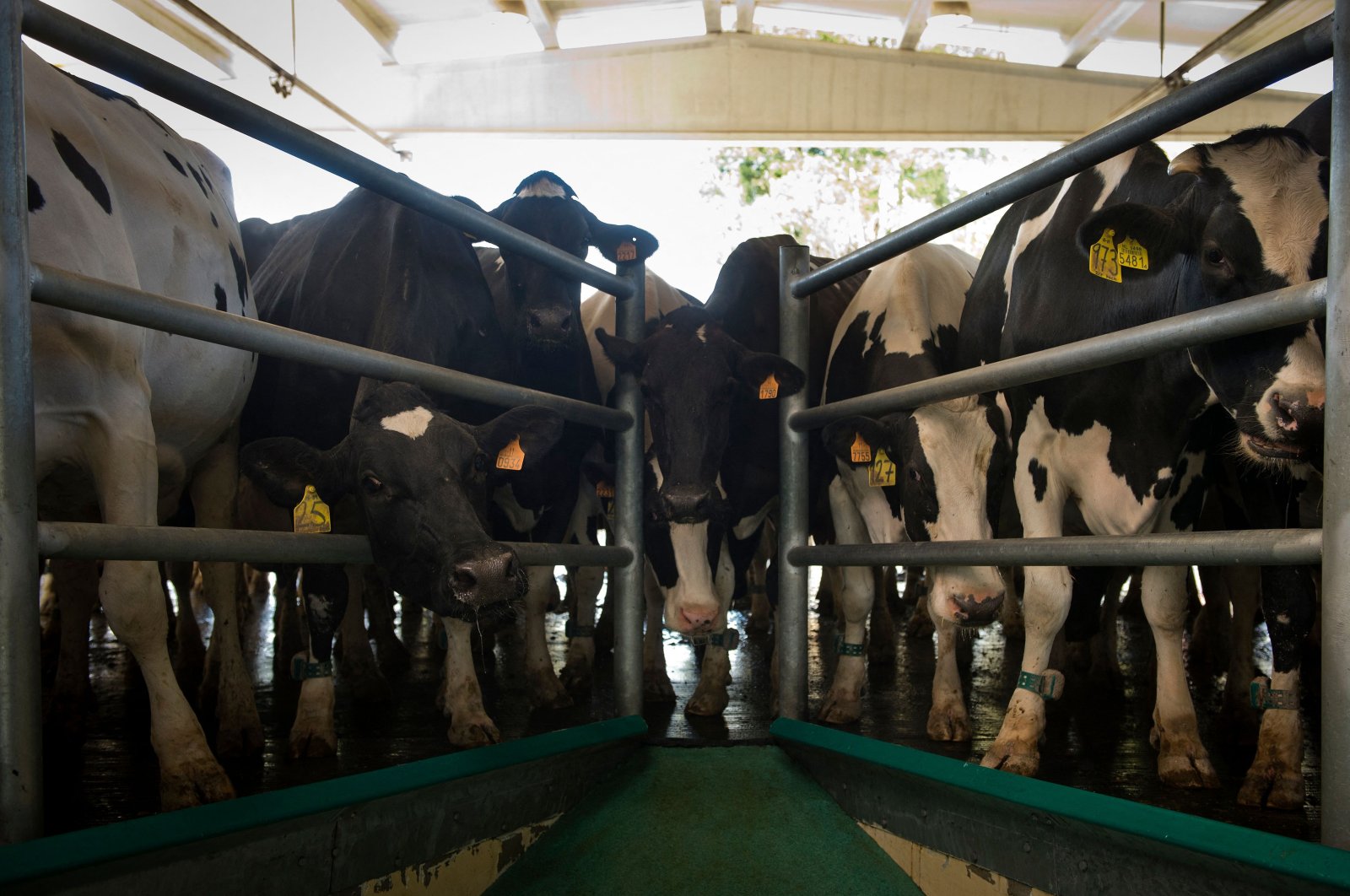 Cows wait to be milked at the Grille Sociedade Cooperativa Galega farm near the village of Mazaricos, northwestern Spain, Sept. 3, 2015. (AFP Photo)