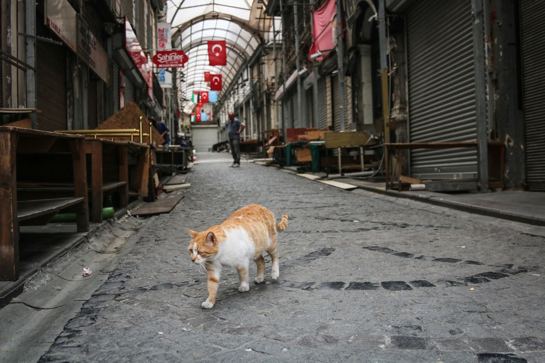 Turkey The land of cats Daily Sabah