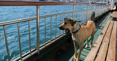 Boji rides on a ferry that runs between the city's Asian and European sides in Istanbul, Turkey, Oct. 5, 2021. (Reuters Photo)