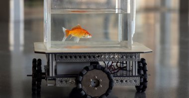 A goldfish navigates on land using a fish-operated vehicle developed by a research team at Ben-Gurion University in Beersheba, Israel, Jan. 6, 2022. (Reuters Photo)