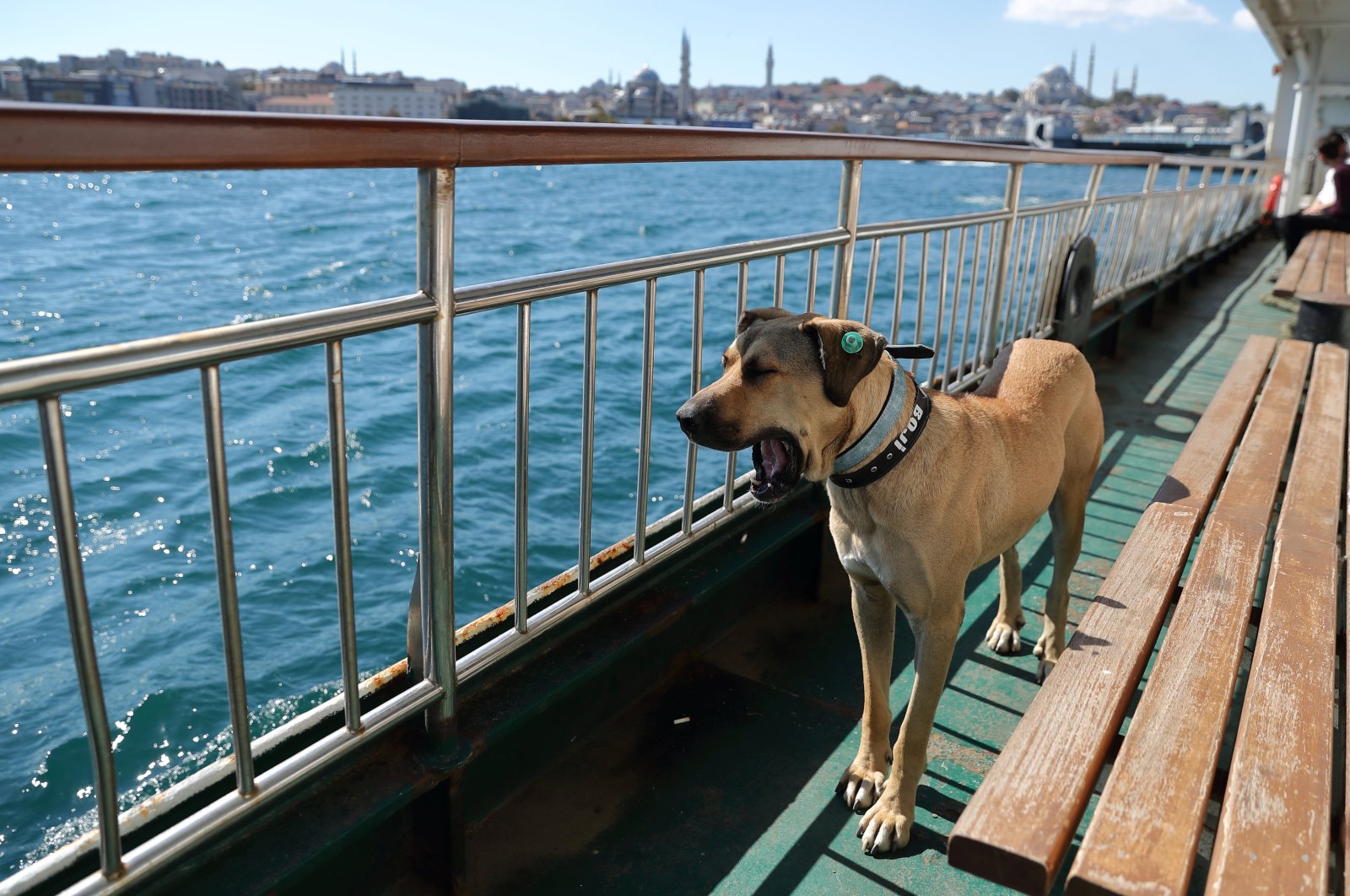 Boji rides on a ferry that runs between the city&#039;s Asian and European sides in Istanbul, Turkey, Oct. 5, 2021. (Reuters Photo)