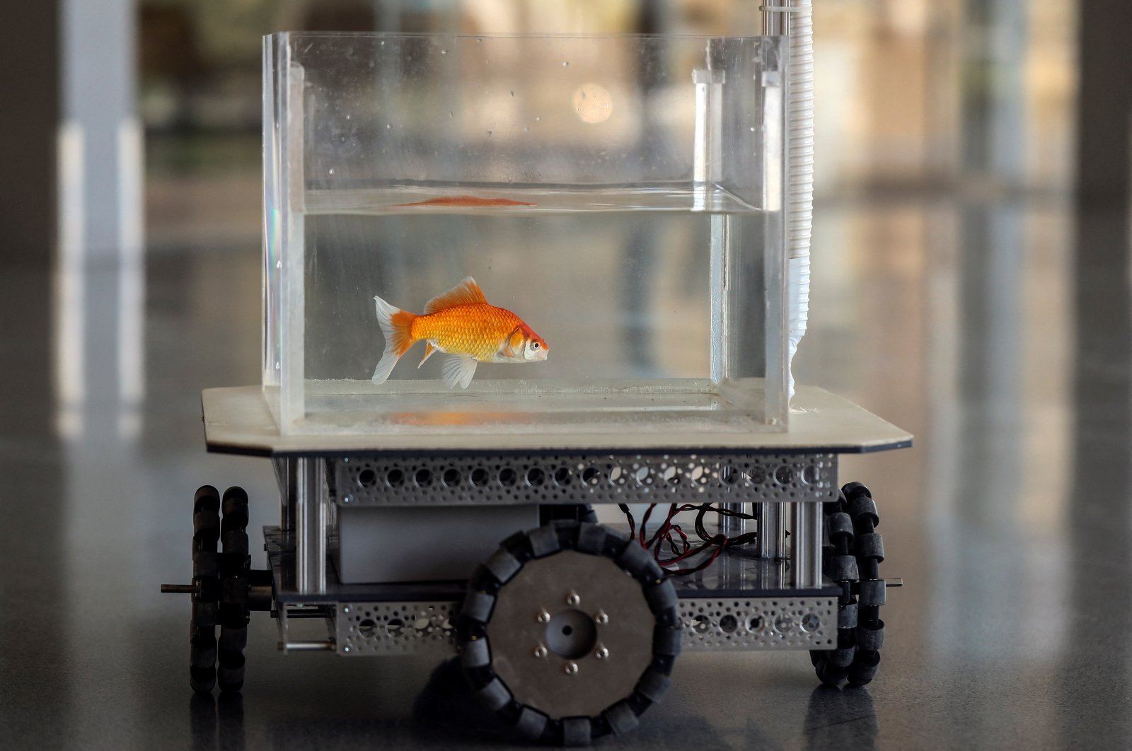 A goldfish navigates on land using a fish-operated vehicle developed by a research team at Ben-Gurion University in Beersheba, Israel, Jan. 6, 2022. (Reuters Photo)
