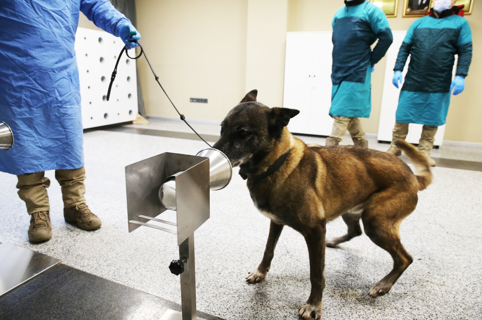 K-9 vs. COVID-19: Perusahaan Turki melatih anjing untuk mendeteksi infeksi