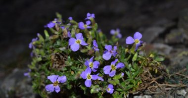A view of the plant at Yedigöller National Park, in Bolu, northern Turkey, Jan. 12, 2022. (IHA Photo)