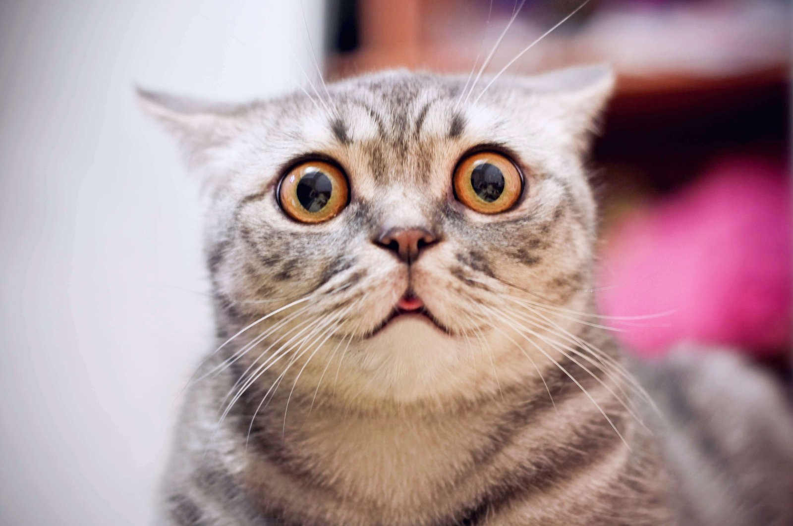 Staring is actually considered rude among cats. (Shutterstock Photo) 
