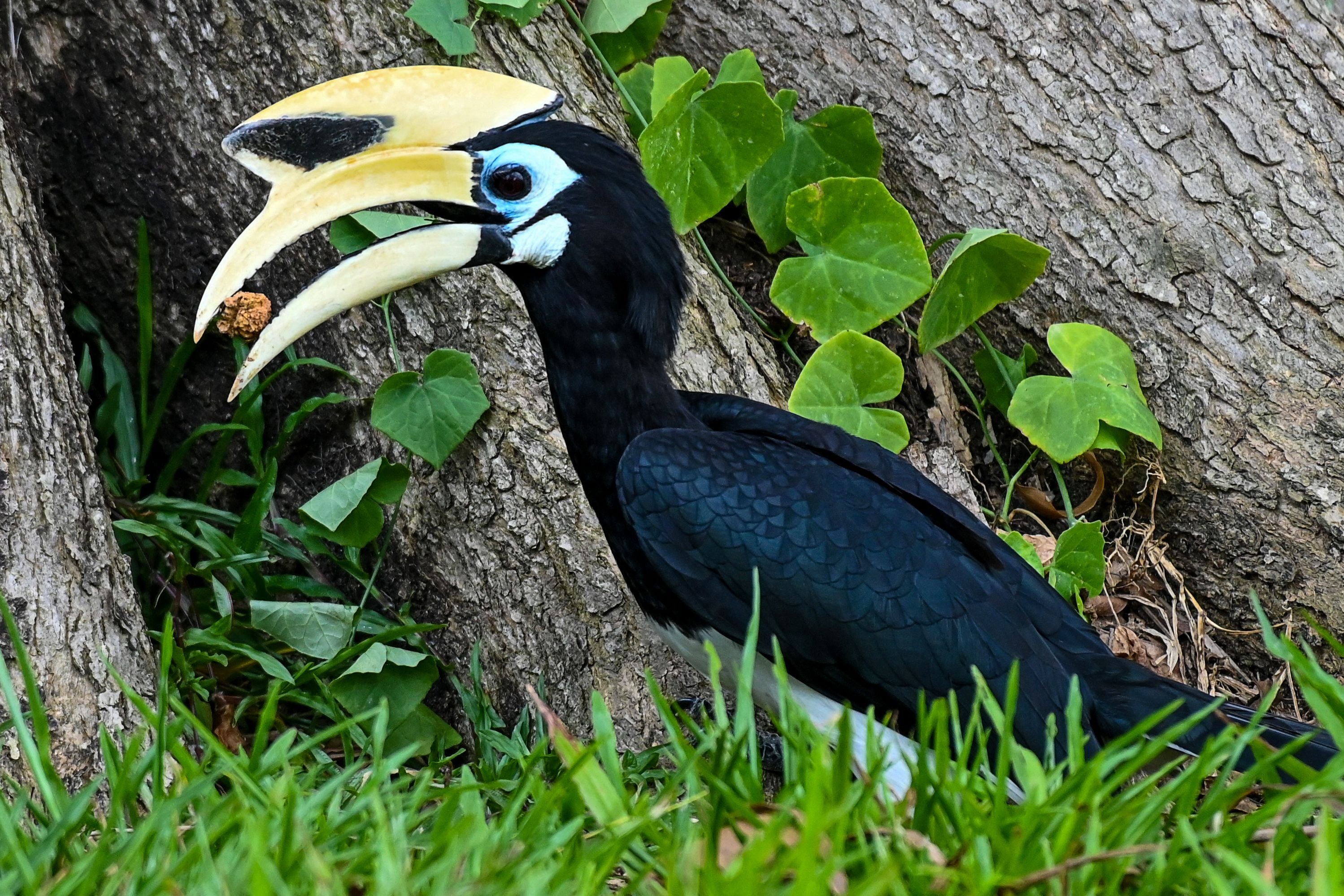 A male oriental pied hornbill is seen in a park in Singapore, Oct. 14, 2021. (AFP Photo)