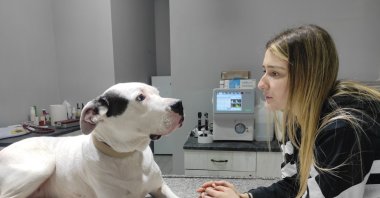 Büşra Sarı gazes at her Dogo Argentino before the latter&#039;s sterilization at a clinic, in Sakarya, northwestern Turkey, Jan. 14, 2022. (IHA Photo)