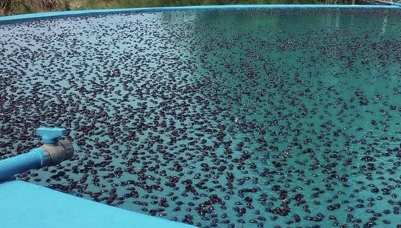 A pool is seen infested with rhino beetles in Argentina. (IHA Photo)