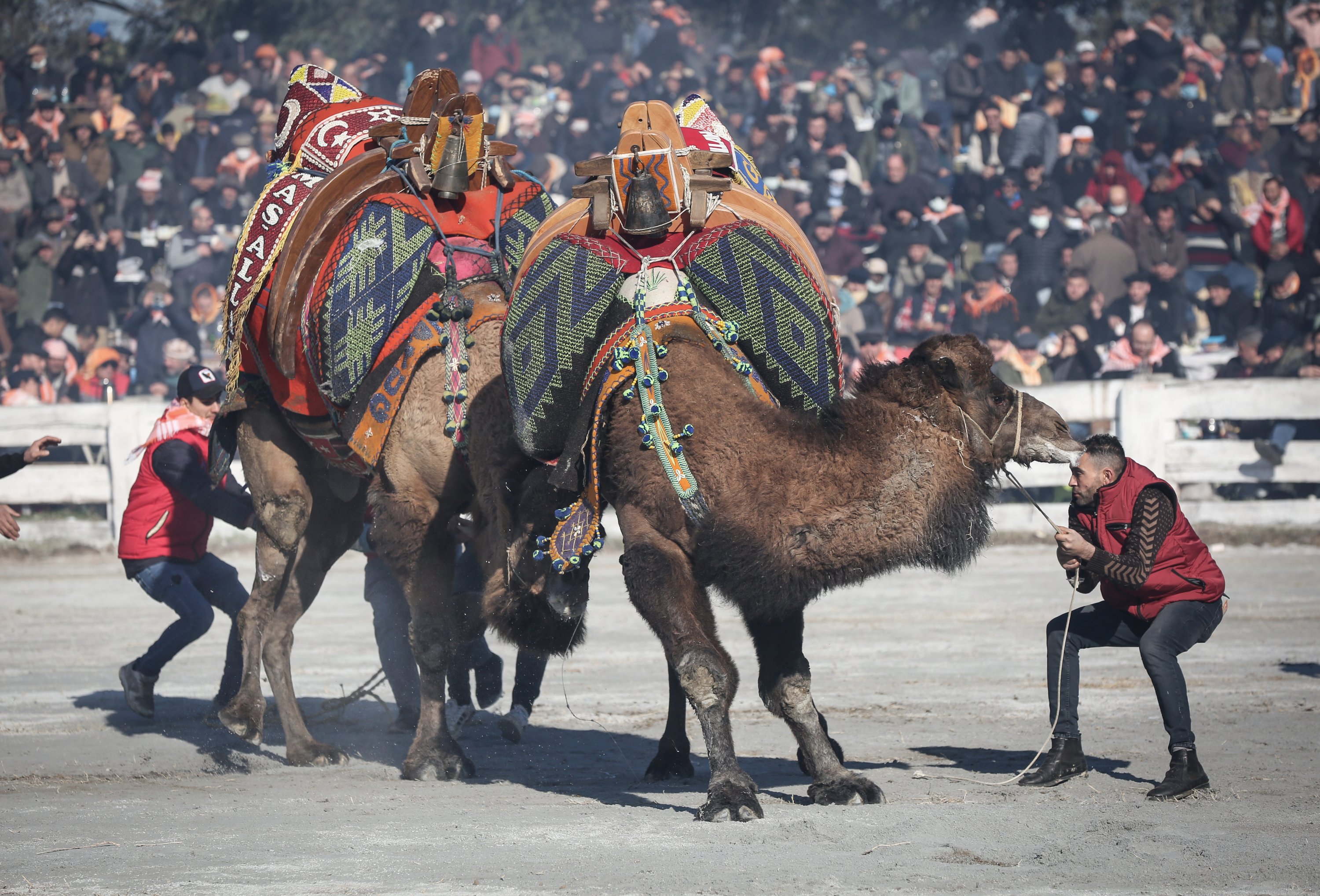 camels-battle-it-out-in-turkey-as-major-wrestling-event-returns-daily