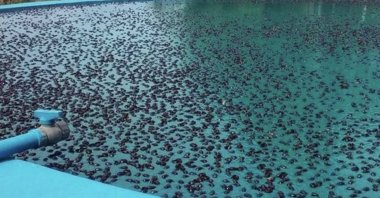 A pool is seen infested with rhino beetles in Argentina. (IHA Photo)