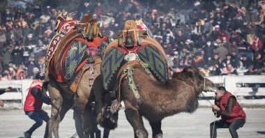 Two camels fighting while their handlers try to control them, in Izmir, western Turkey, Jan. 16, 2022. (AA PHOTO) 