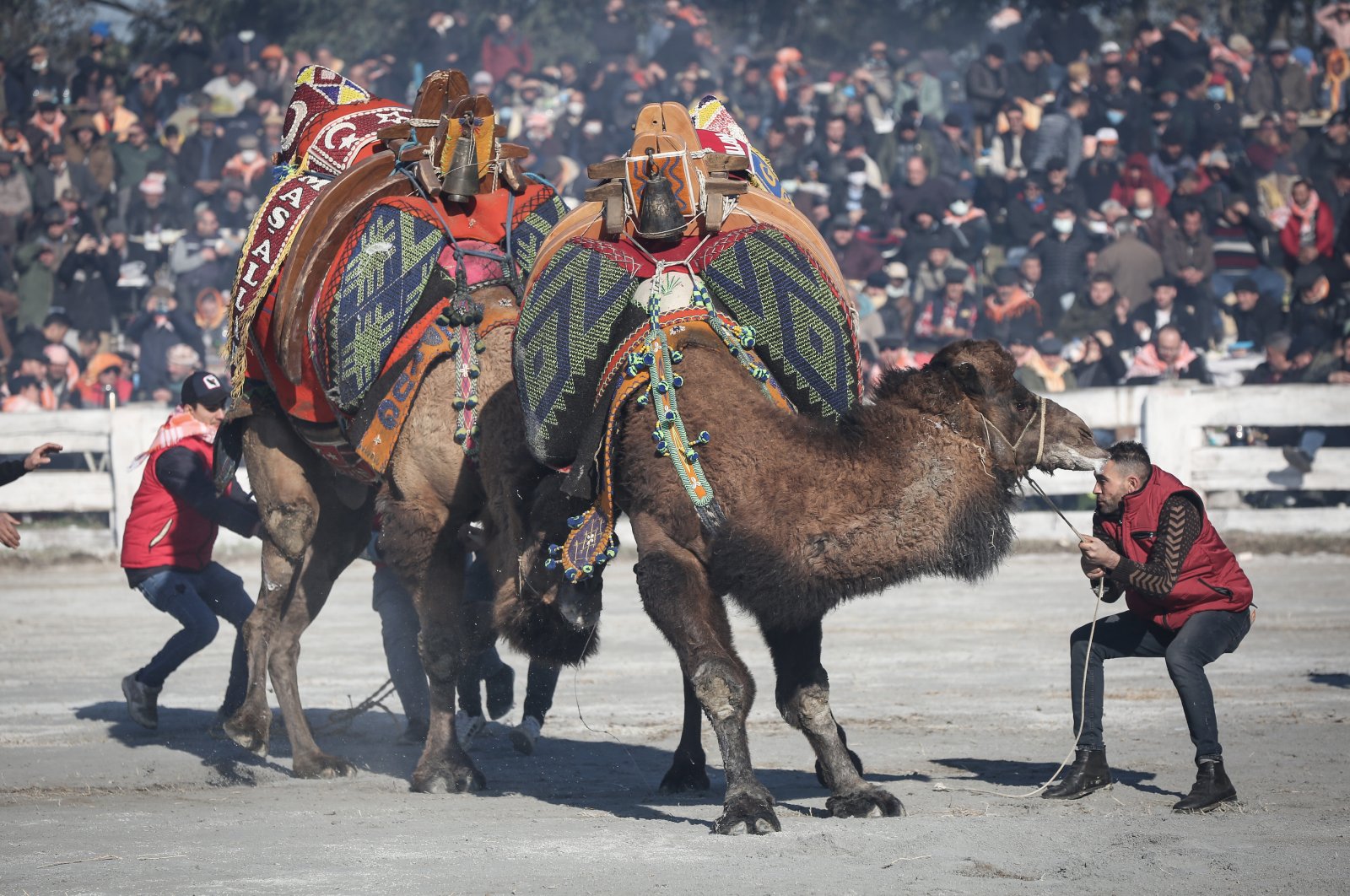 Two camels fighting while their handlers try to control them, in Izmir, western Turkey, Jan. 16, 2022. (AA PHOTO) 