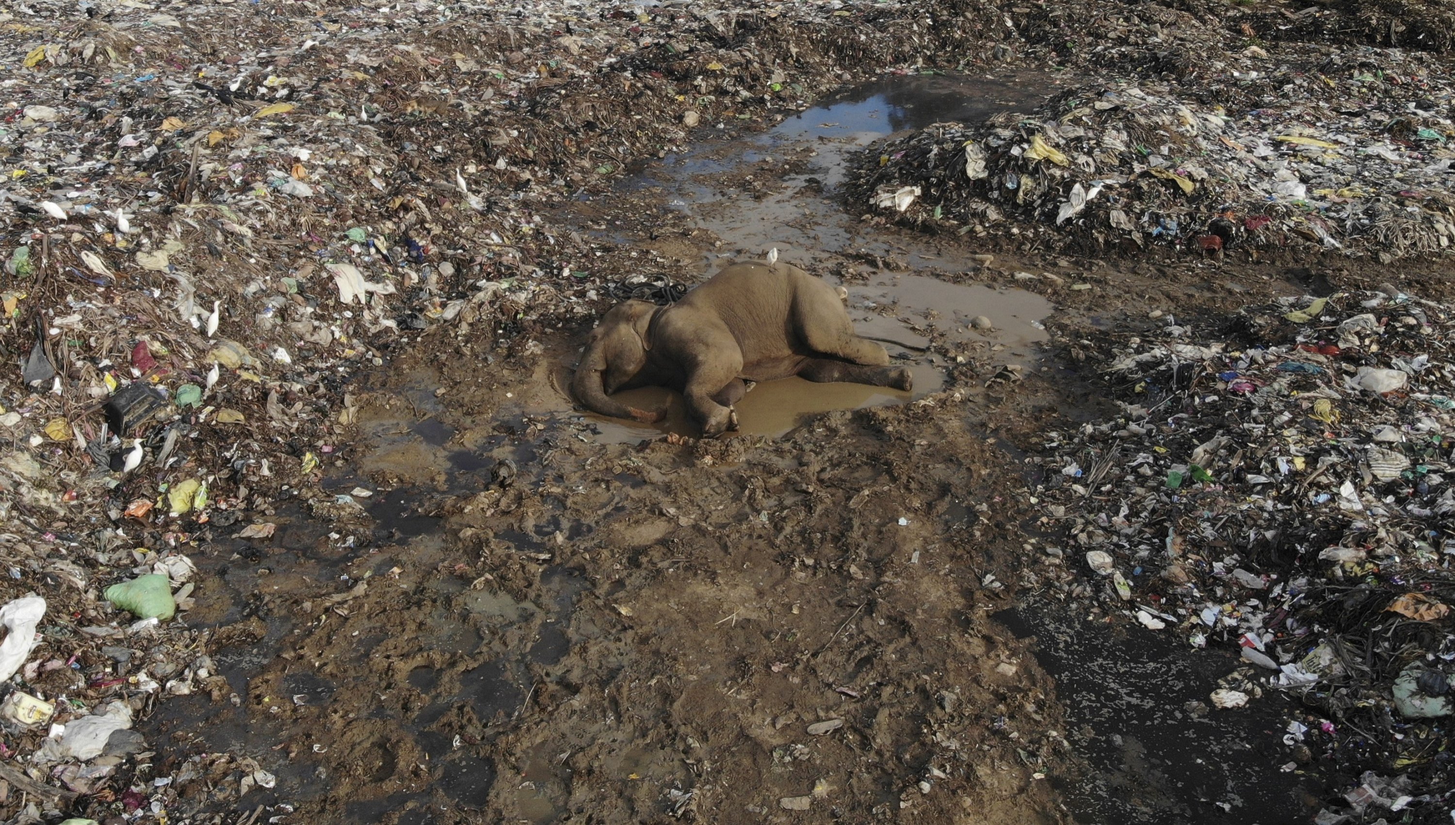 The body of a wild elephant lies in an open landfill in Pallakkadu village in Ampara district, about 210 kilometers (130 miles) east of the capital Colombo, Sri Lanka, Jan. 6, 2022. (AP Photo)