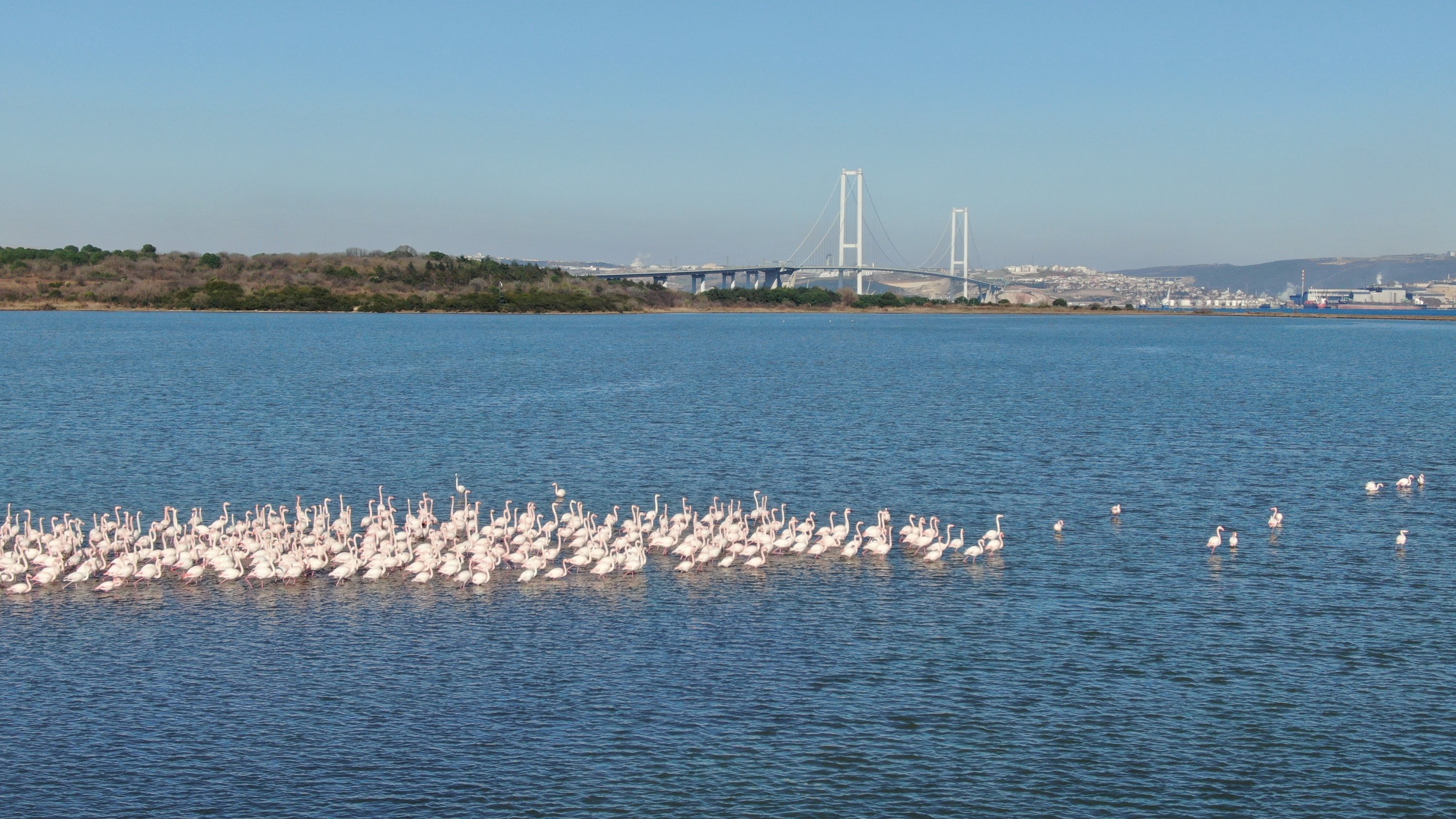 Pemandangan flamingo di laguna dengan latar belakang Jembatan Osmangazi, di Yalova, Turki barat laut, 16 Januari 2022. (Foto IHA)