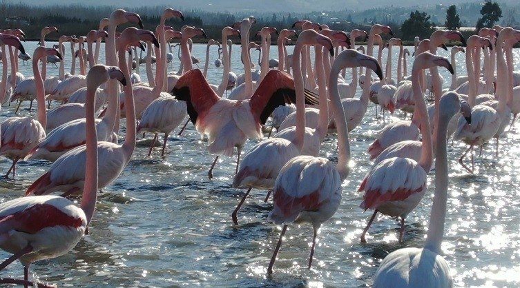 Pemandangan flamingo di laguna, di Yalova, barat laut Turki, 16 Januari 2022. (Foto IHA)