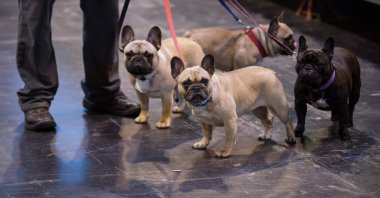 A dog owner gathers his four French bulldogs at the end of the second day of the Crufts dog show at the National Exhibition Centre in Birmingham, U.K., March 10, 2017. (AFP Photo)