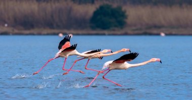 A view of the flamingos in the lagoon, in Yalova, northwestern Turkey, Jan. 16, 2022. (IHA Photo)