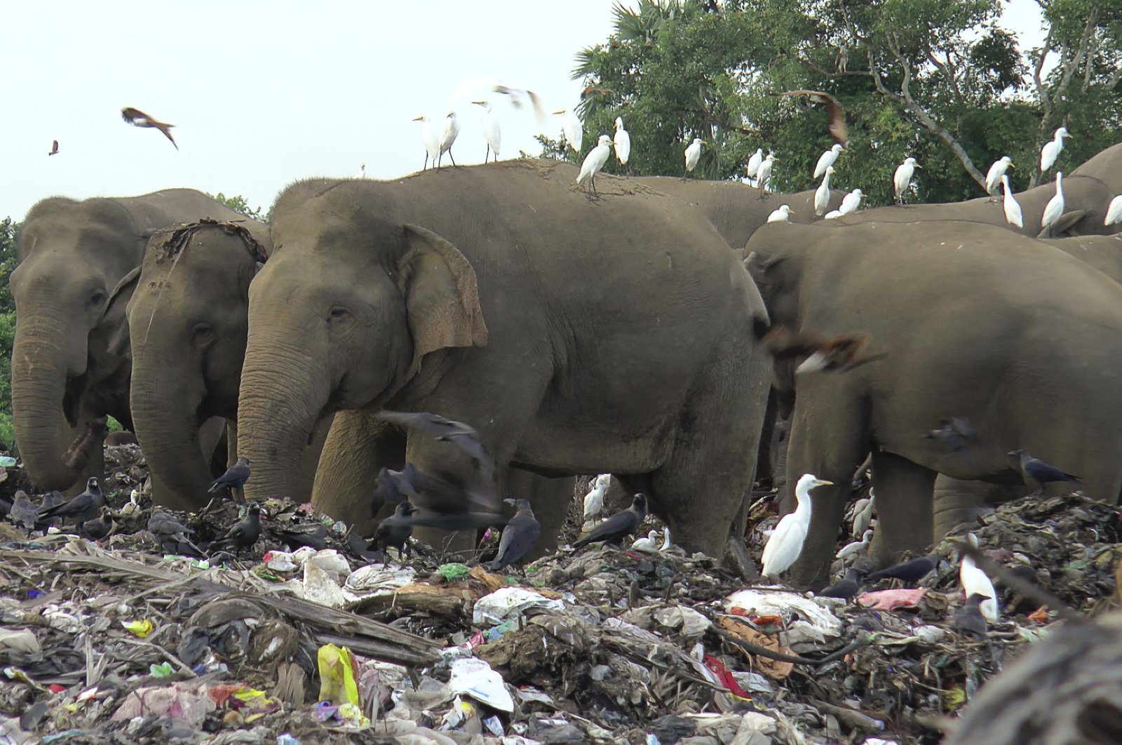 Wild elephants scavenge for food at an open landfill in Pallakkadu village in Ampara district, about 210 kilometers (130 miles) east of the capital Colombo, Sri Lanka, Jan. 6, 2022. (AP Photo)