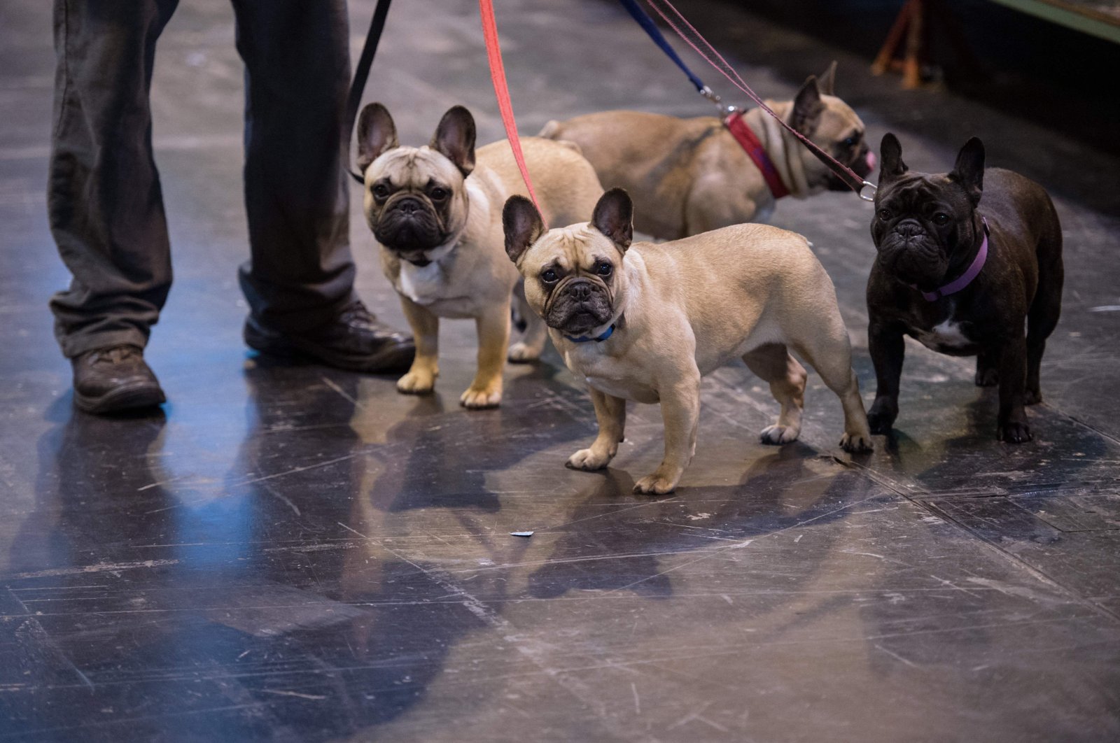 A dog owner gathers his four French bulldogs at the end of the second day of the Crufts dog show at the National Exhibition Centre in Birmingham, U.K., March 10, 2017. (AFP Photo)