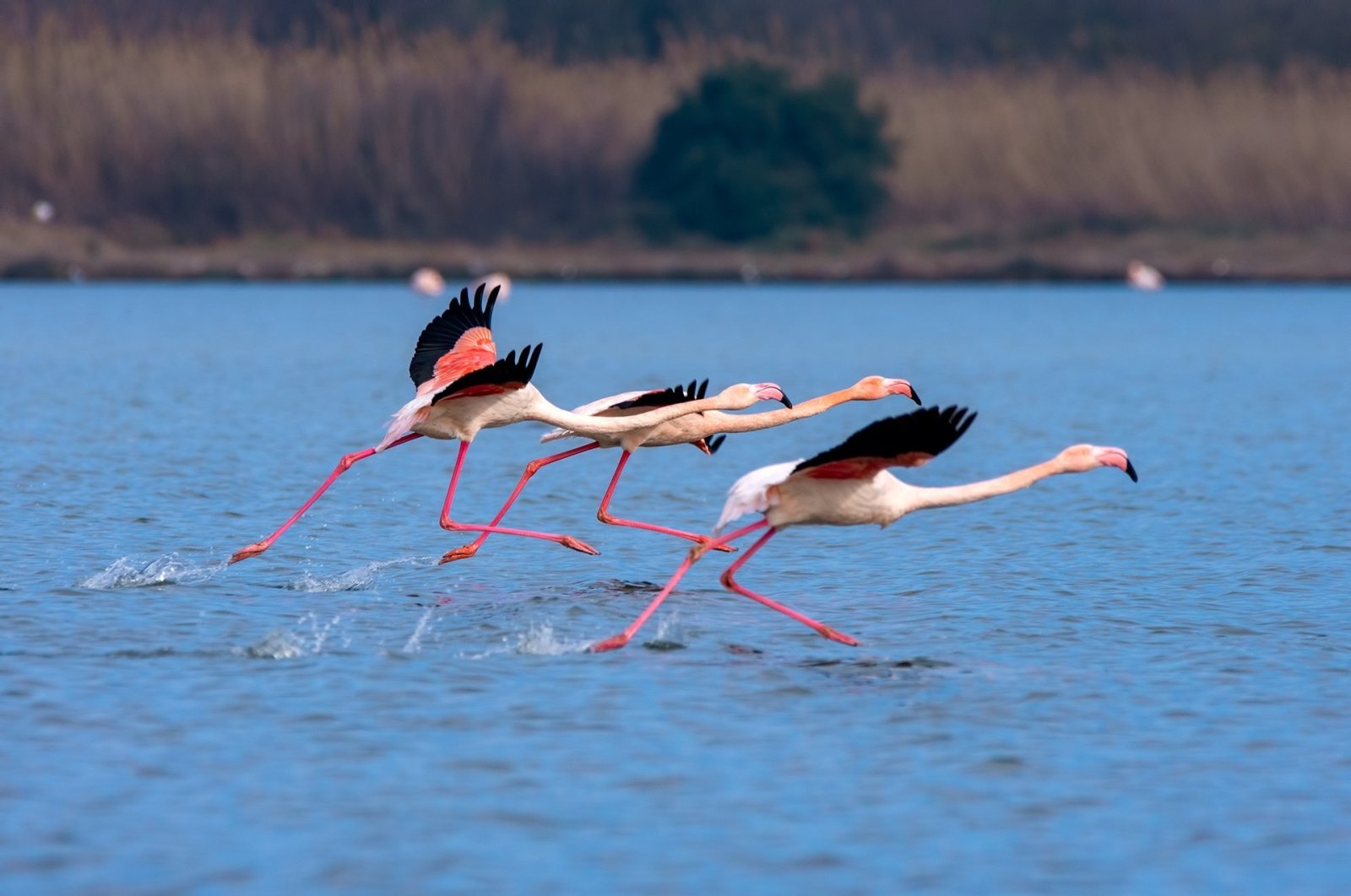 Laguna Turki memberikan perlindungan bagi flamingo yang melarikan diri dari kekeringan