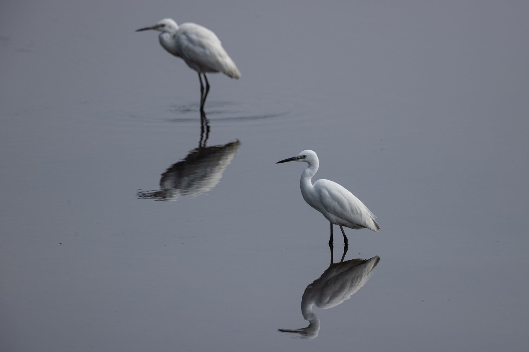 Home to birds and fish: Hong Kong's Lut Chau, wetlands at risk | Daily ...