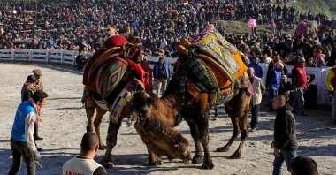 Two camels wrestle under the watchful eye of their handlers, in Selçuk, Izmir, western Turkey, Jan. 16, 2022. (PHOTO BY UĞUR  YILDIRIM) 
