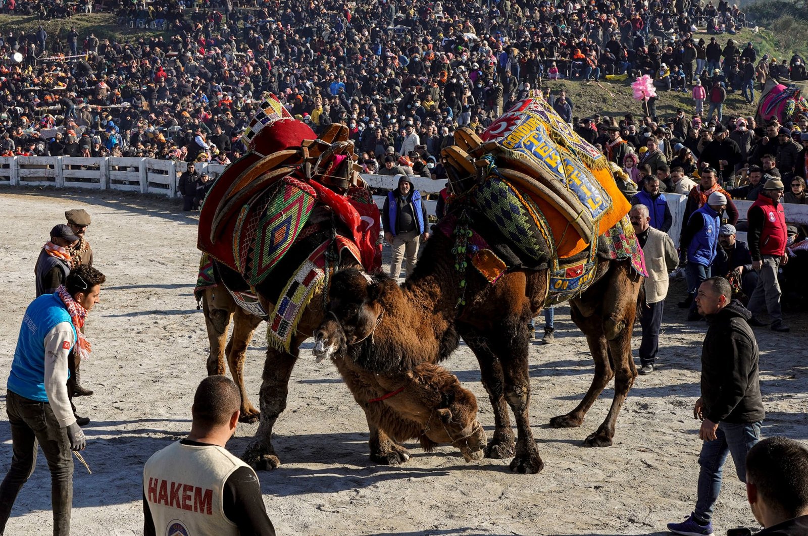 Two camels wrestle under the watchful eye of their handlers, in Selçuk, Izmir, western Turkey, Jan. 16, 2022. (PHOTO BY UĞUR  YILDIRIM) 