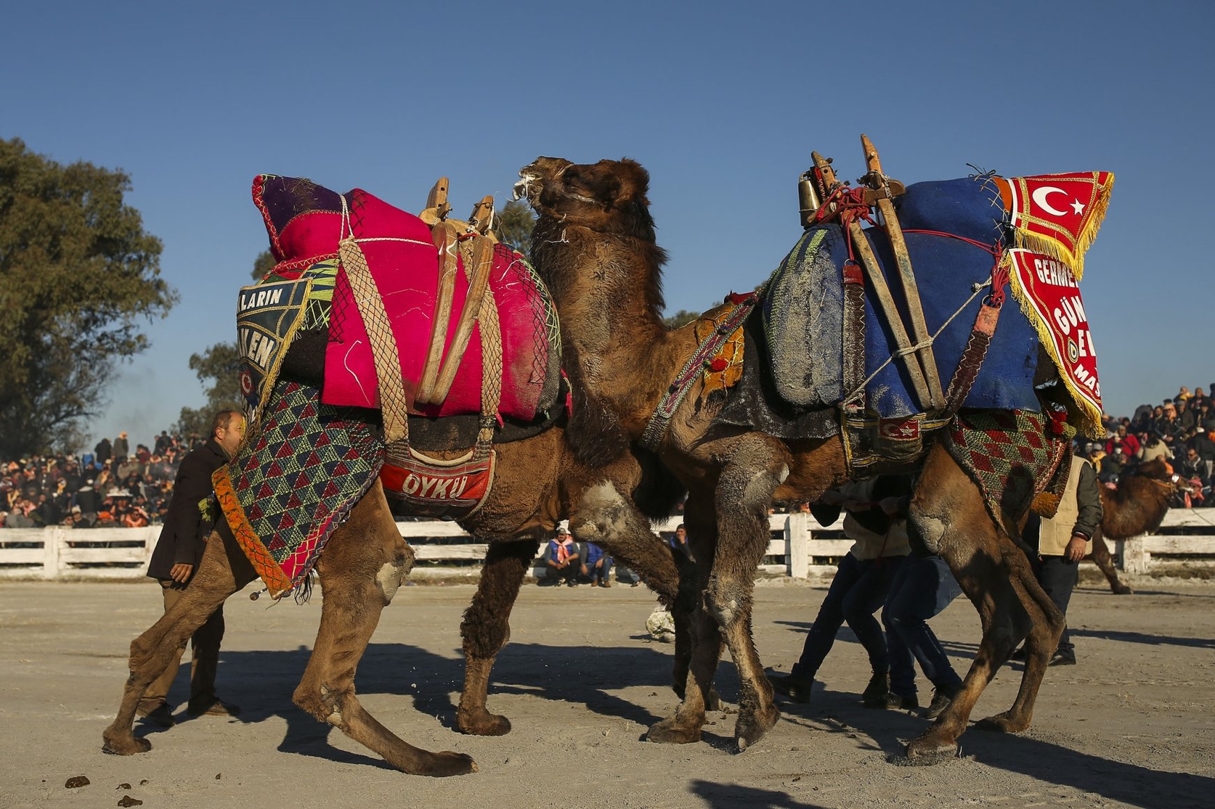 40th Camel Wrestling Festival In Turkey's Selçuk | Daily Sabah