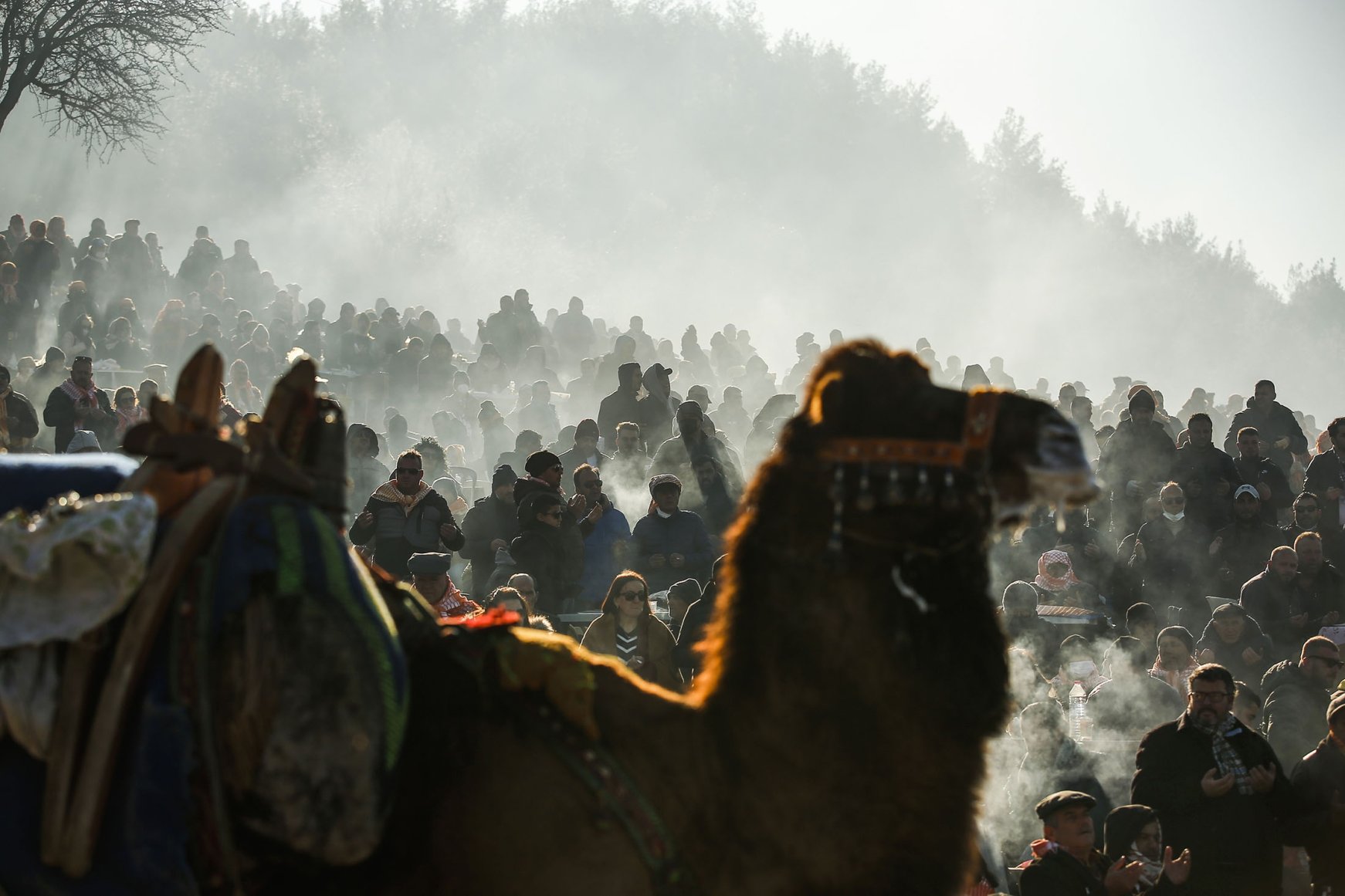 40th Camel Wrestling Festival In Turkey's Selçuk | Daily Sabah