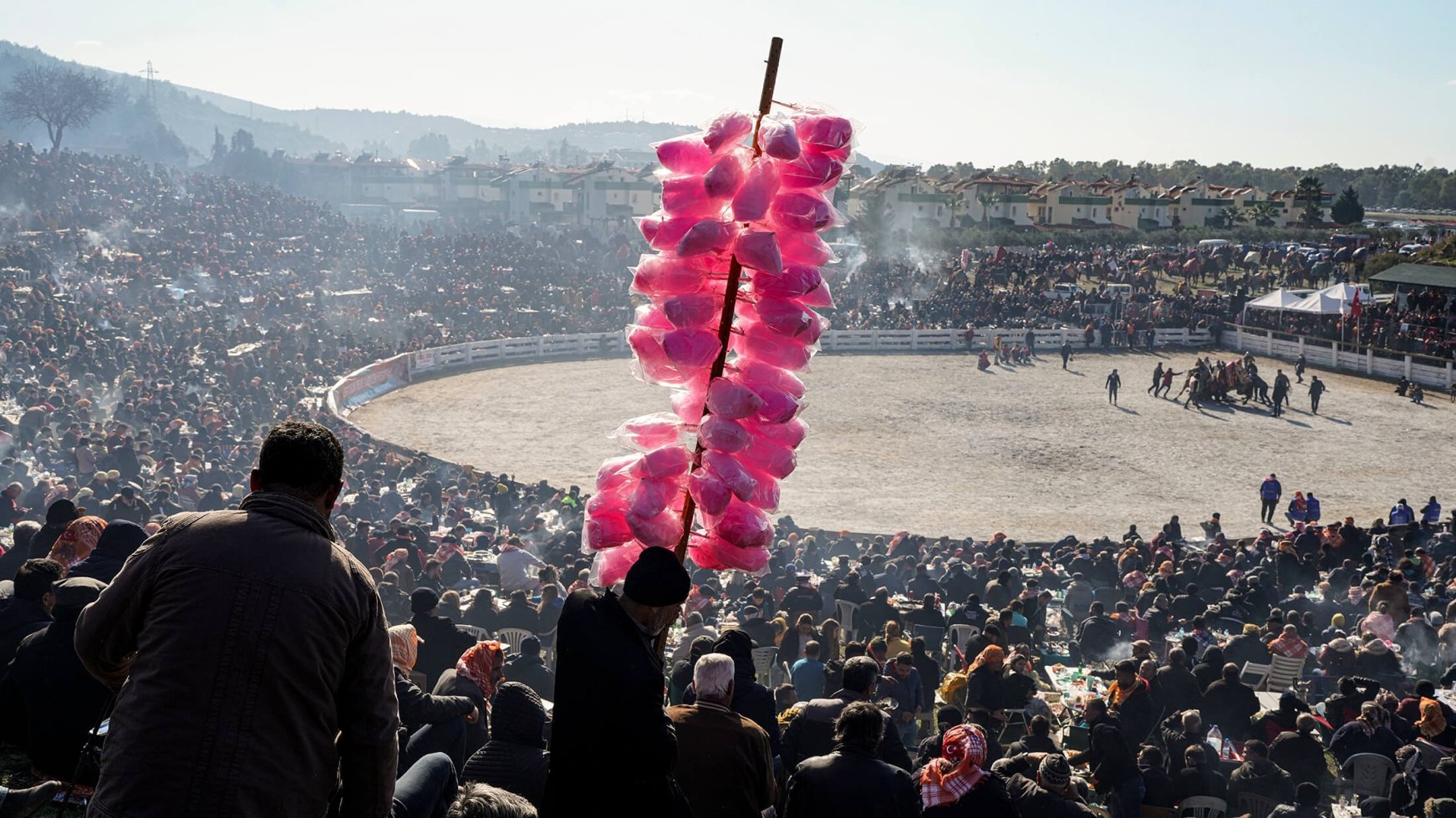 40th Camel Wrestling Festival In Turkey's Selçuk | Daily Sabah