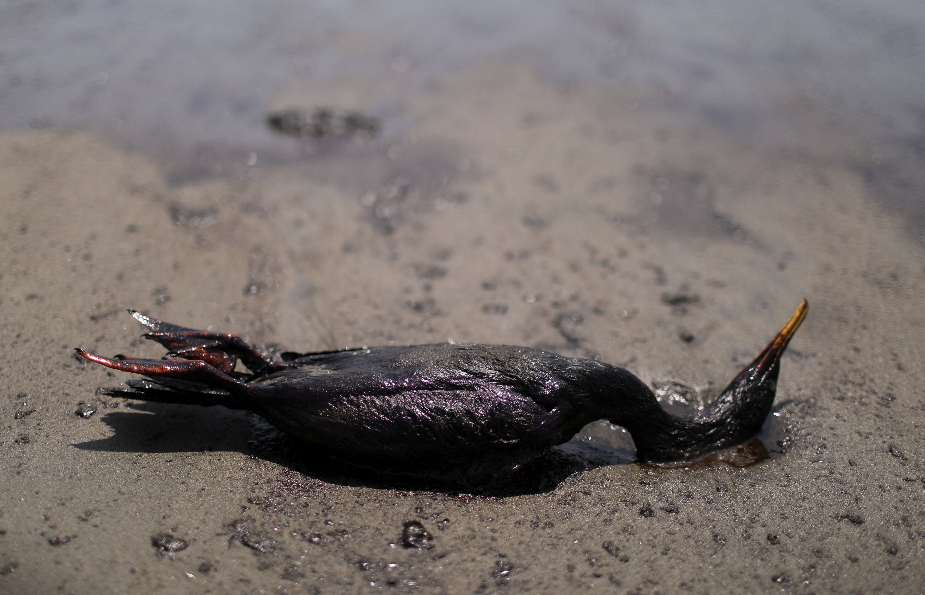 Seekor burung mati tergeletak di pantai selama pembersihan, menyusul tumpahan minyak yang disebabkan oleh gelombang abnormal, yang dipicu oleh letusan gunung berapi bawah laut besar-besaran di belahan dunia lain, di Tonga, di Ventanilla, Peru, 18 Januari 2022. (Reuters Foto)