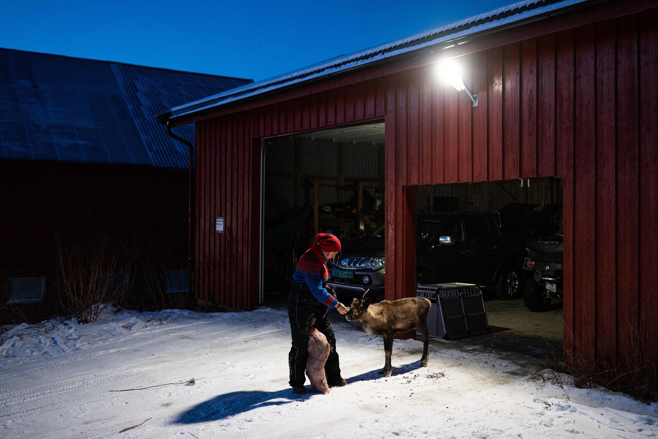 Sissel Stormo Holtan nourrit un renne devant sa maison à Namdalseid, dans le comté de Troendelag, en Norvège, le 7 décembre 2021. (Photo AFP)