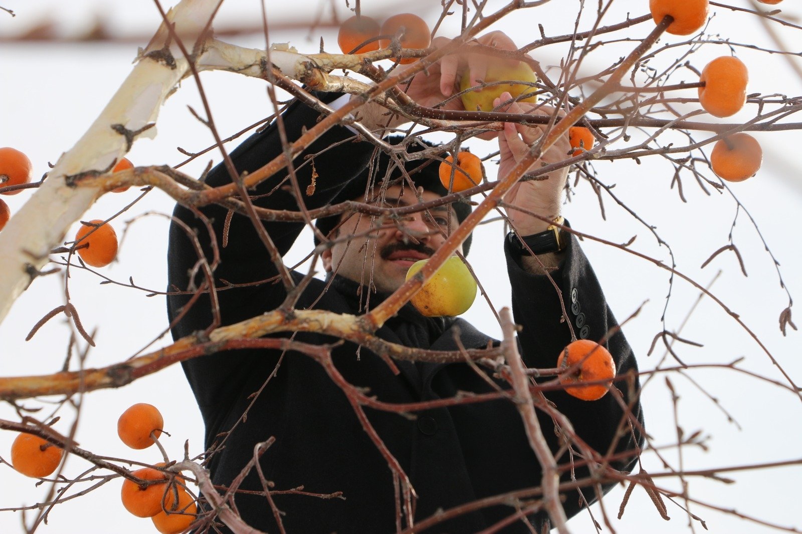 Mayor Muhammed Cevdet Orhan places fruits for birds on a tree, in Erzurum, eastern Turkey, Jan. 19, 2022. (AA PHOTO) 