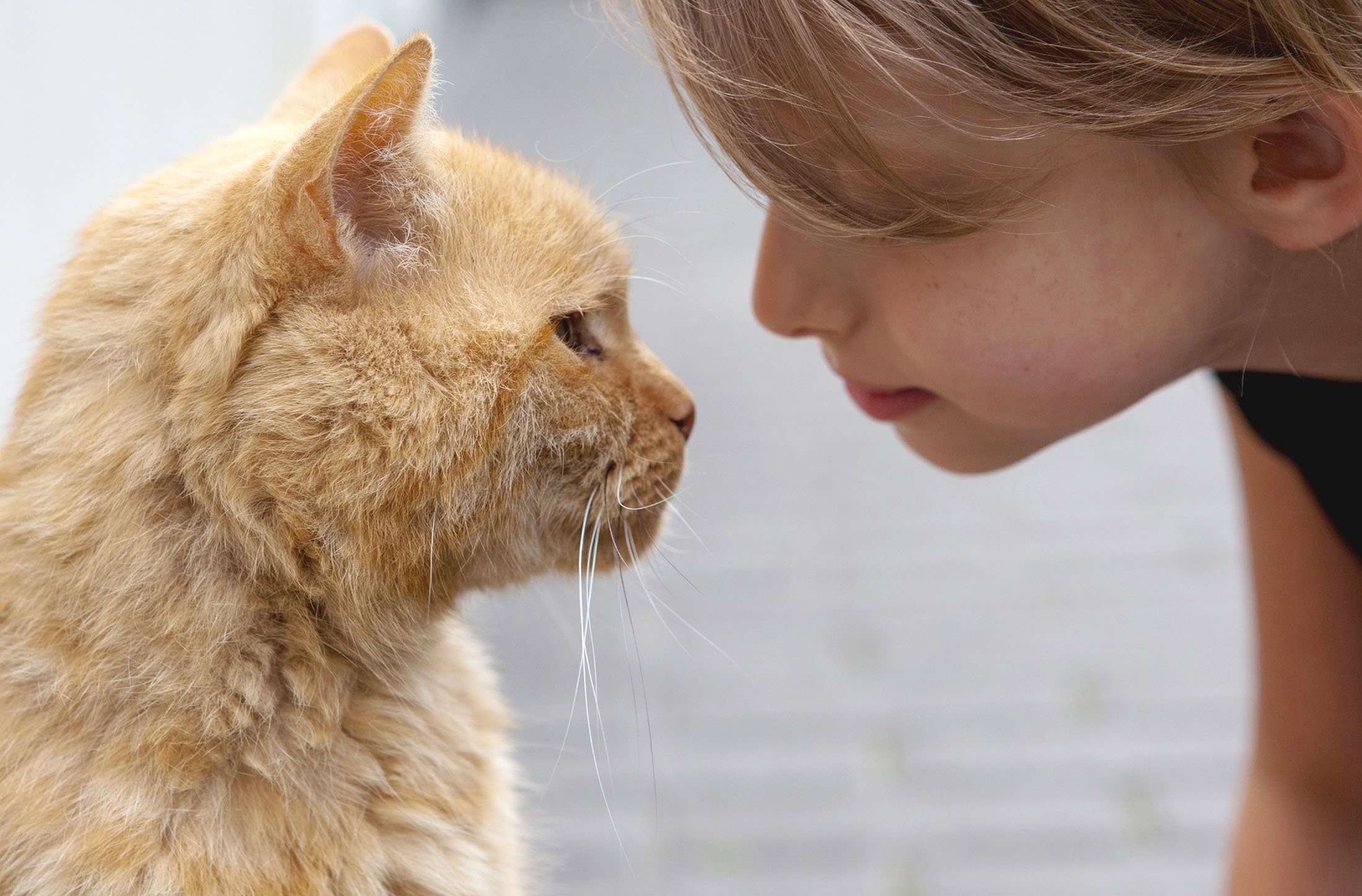 Menatap juga bisa menjadi tanda simpati, tetapi penting untuk berkedip kembali saat kucing Anda berkedip.  (foto dpa)