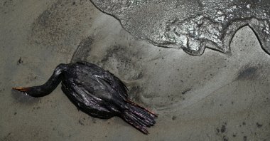 A dead bird lies on a beach during a clean-up, following an oil spill caused by abnormal waves, triggered by a massive underwater volcanic eruption half a world away, in Tonga, in Ventanilla, Peru, Jan. 18, 2022. (Reuters Photo)