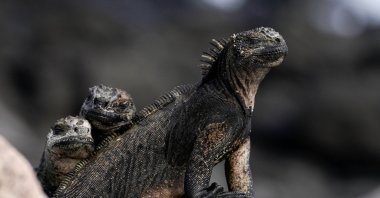 Marine iguanas are seen on Santa Cruz Island in the Galapagos Islands, Ecuador, Jan. 16, 2022. (Reuters Photo)
