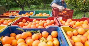 Boxes full of oranges during harvest. (Shutterstock Photo)