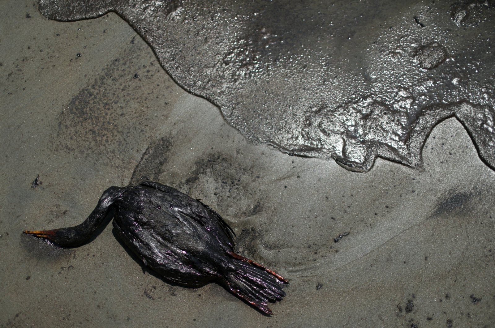 A dead bird lies on a beach during a clean-up, following an oil spill caused by abnormal waves, triggered by a massive underwater volcanic eruption half a world away, in Tonga, in Ventanilla, Peru, Jan. 18, 2022. (Reuters Photo)