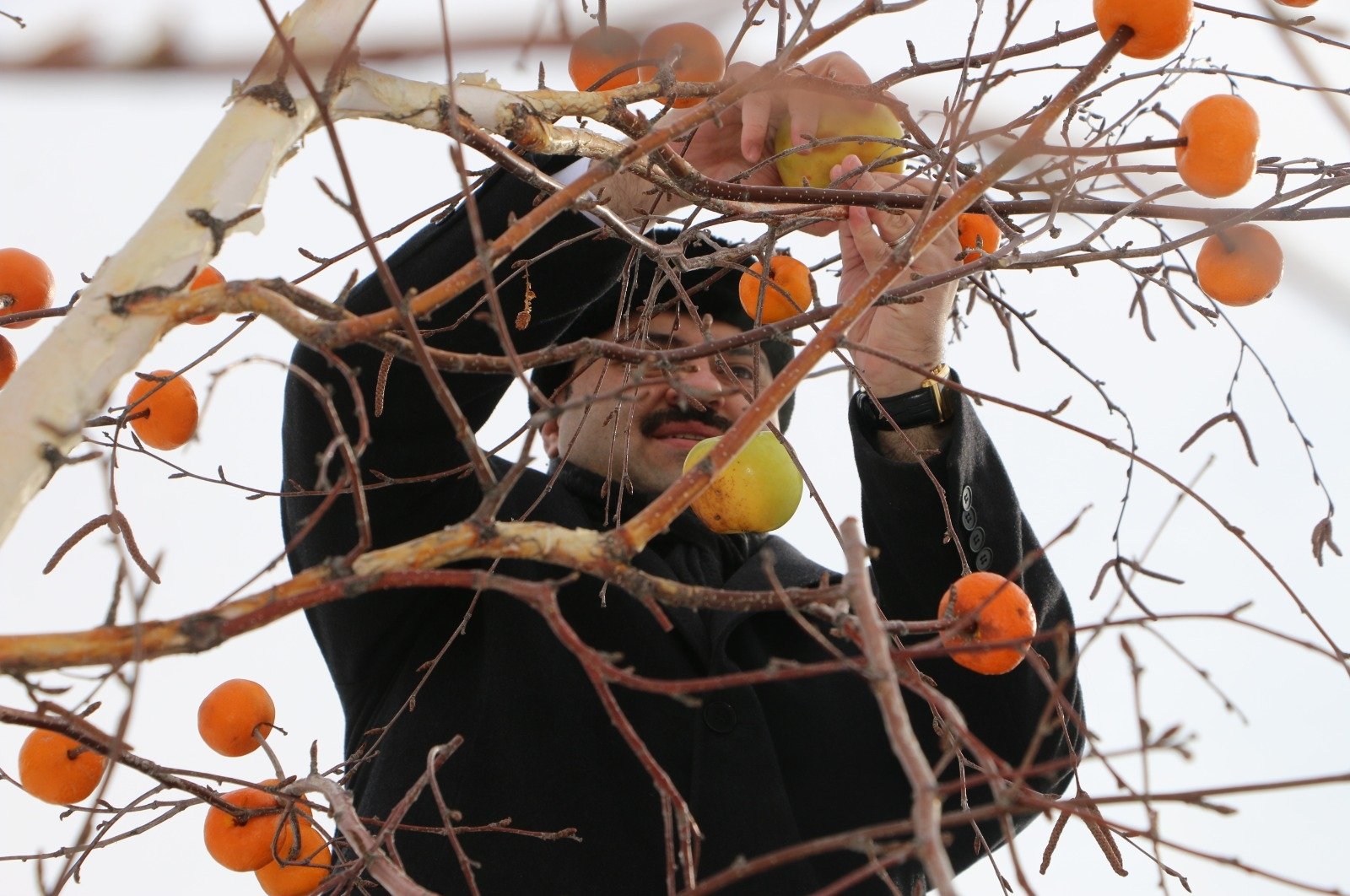 Pohon berbuah di musim dingin berkat amal untuk burung di Turki