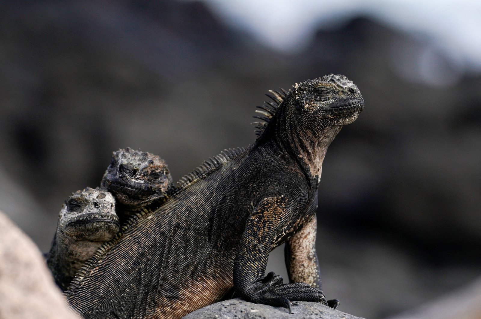 Marine iguanas are seen on Santa Cruz Island in the Galapagos Islands, Ecuador, Jan. 16, 2022. (Reuters Photo)