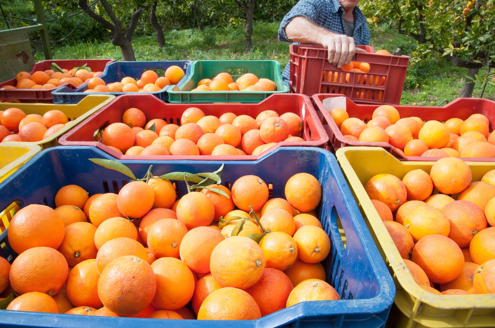Boxes full of oranges during harvest. (Shutterstock Photo)