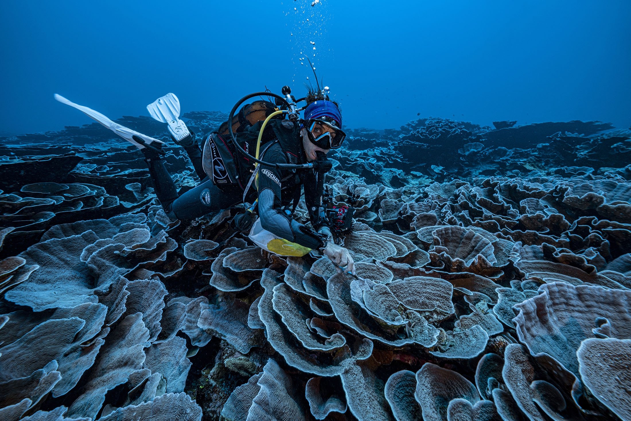 Seorang peneliti dari Pusat Penelitian Ilmiah Nasional Prancis mempelajari karang di perairan lepas pantai Tahiti, Polinesia Prancis, Desember 2021. (Alexis Rosenfeld via AP)