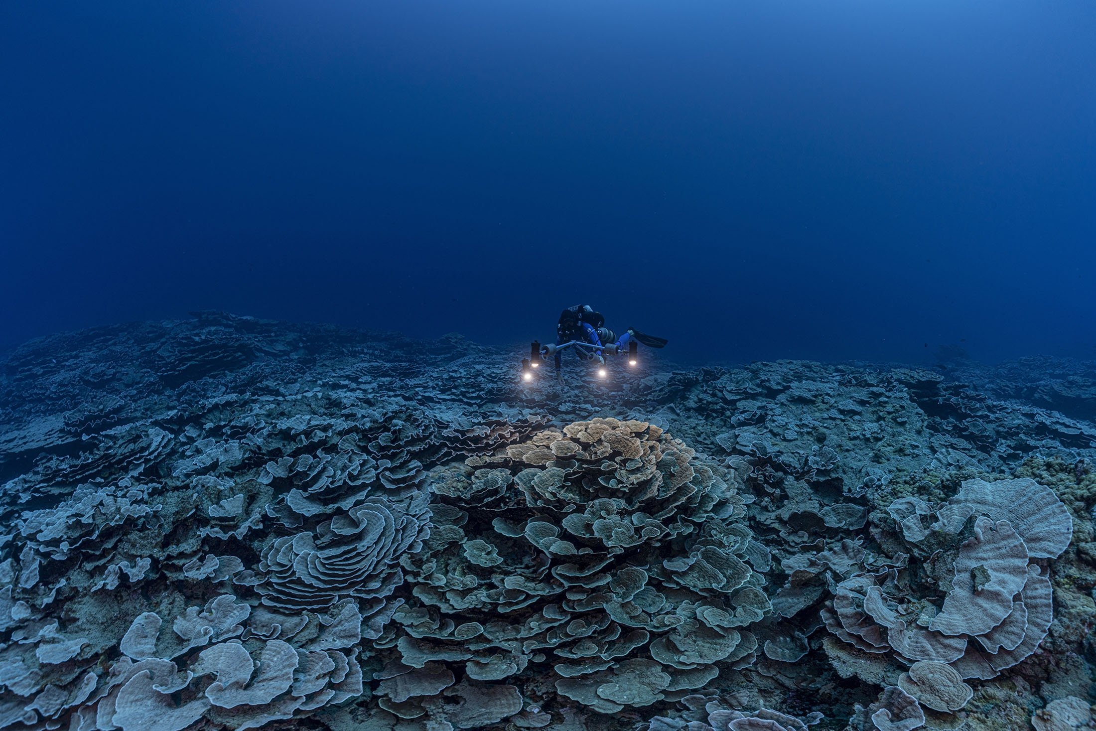 Seorang peneliti dari Pusat Penelitian Ilmiah Nasional Prancis mempelajari karang di perairan lepas pantai Tahiti, Polinesia Prancis, Desember 2021. (Alexis Rosenfeld via AP)
