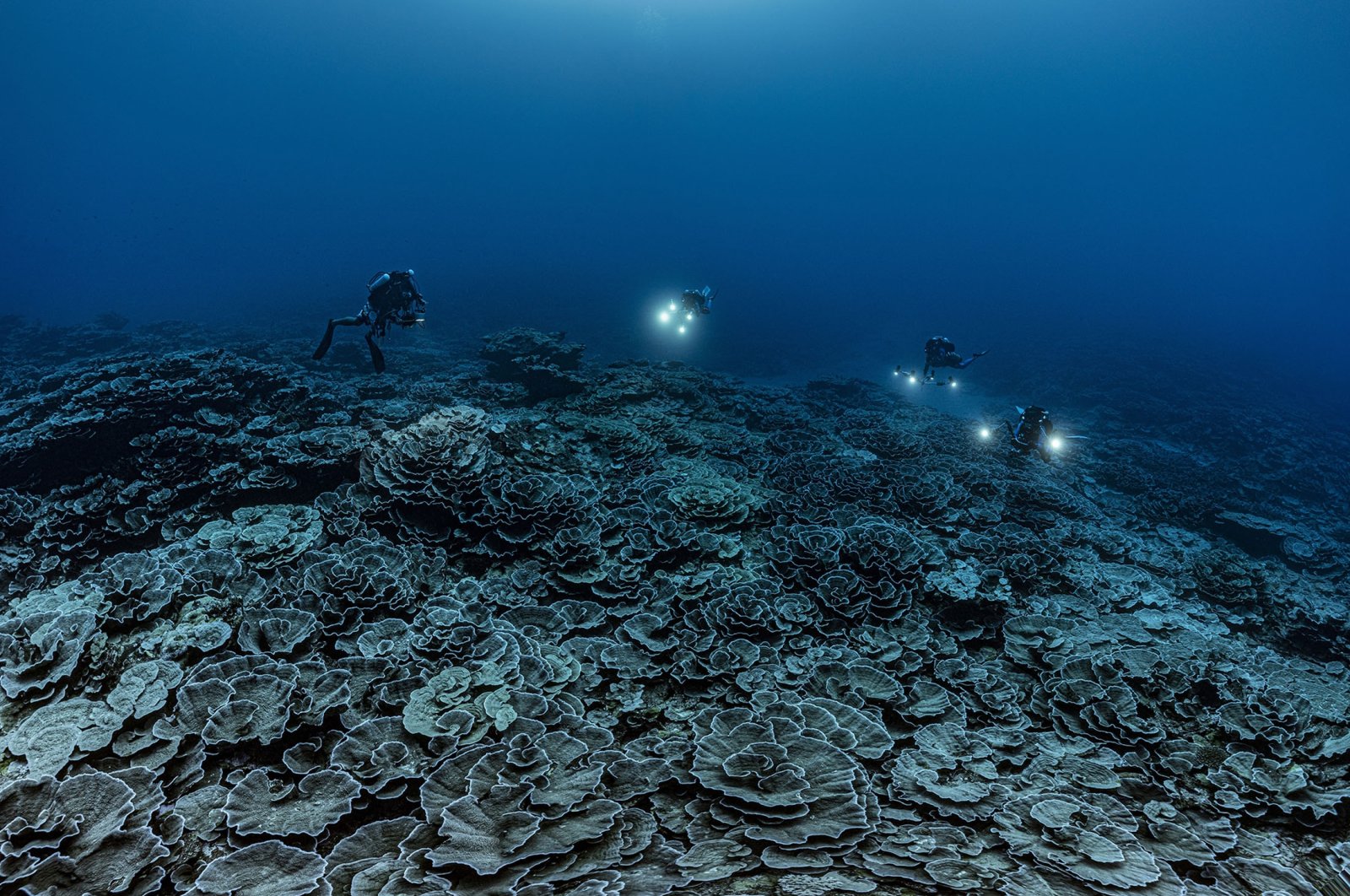 Researchers for the French National Center for Scientific Research study corals in the waters off the coast of Tahiti of the French Polynesia, Dec., 2021. (Alexis Rosenfeld via AP)
