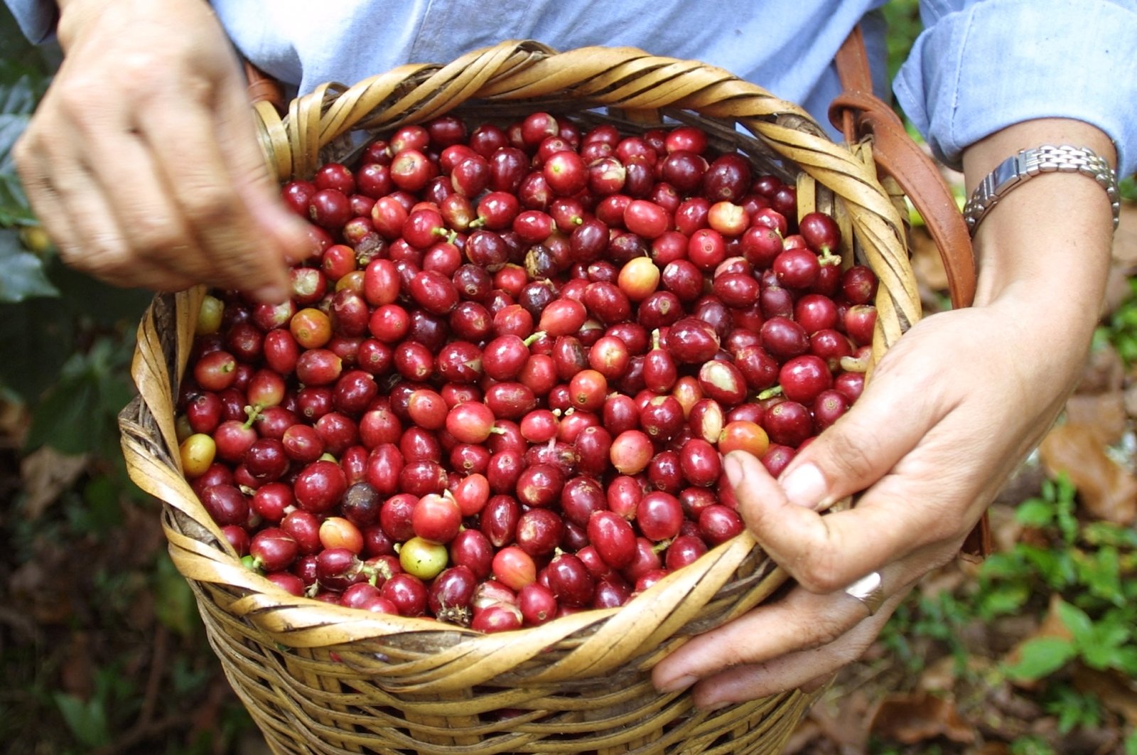 Freshly picked organic coffee in Catamcamas, Honduras, March 6, 2002. (REUTERS/ Adam Bernstein)