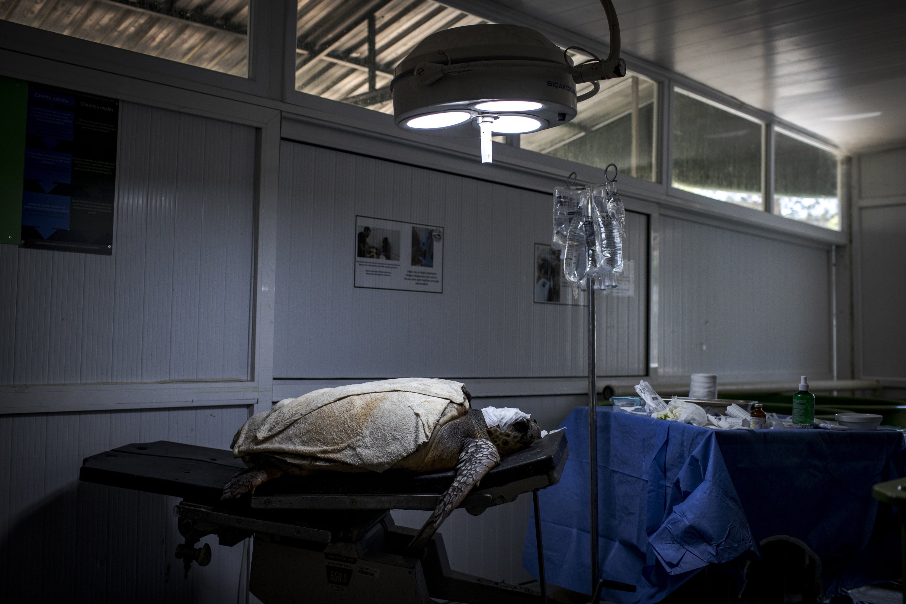 Seekor penyu yang terluka terbaring di meja operasi di Pusat Penelitian, Penyelamatan dan Rehabilitasi Penyu Laut (DEKAMER), dekat kota Dalyan di barat daya provinsi Muğla, Turki, 21 Januari 2022. (AA PHOTO) 