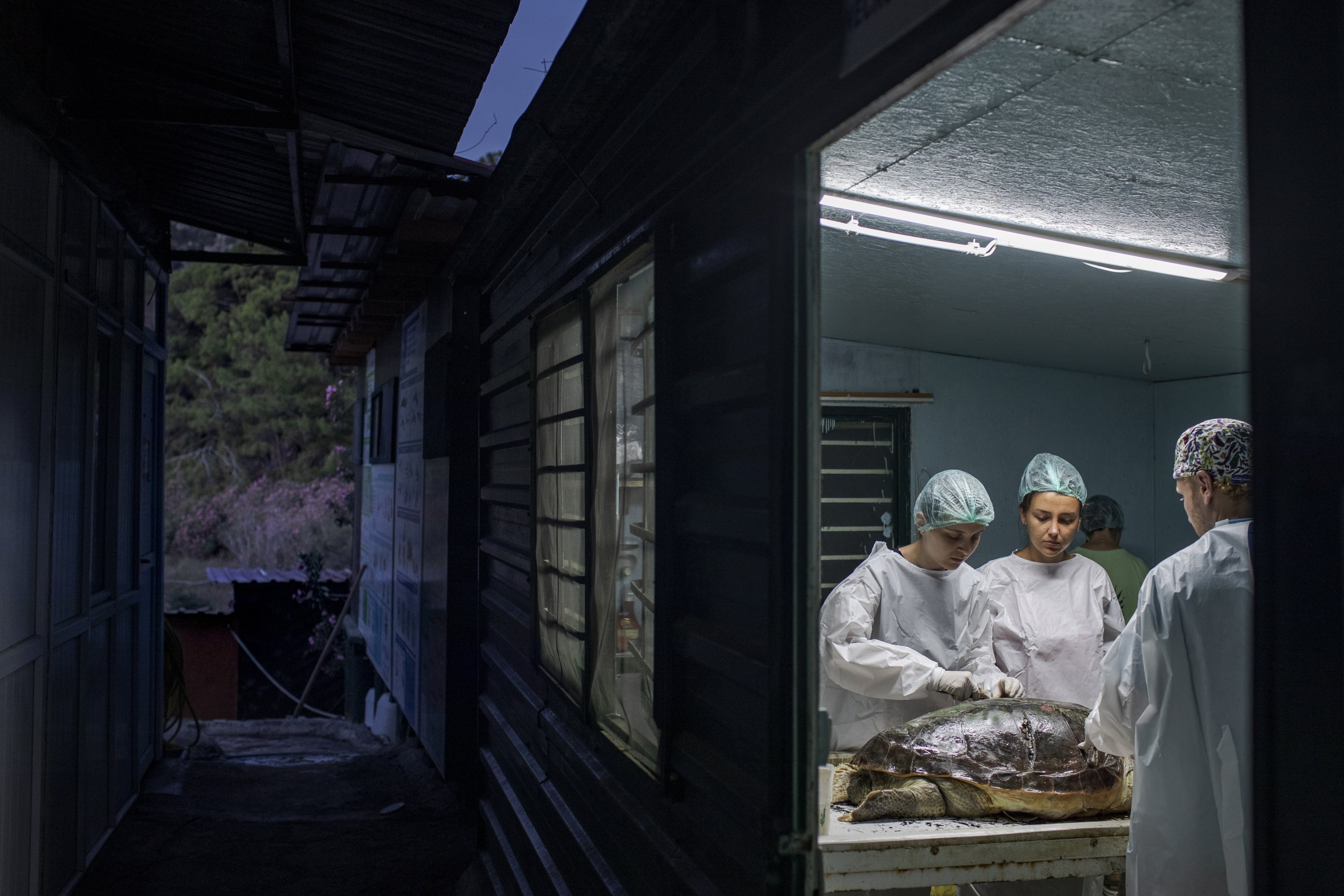 Dokter hewan melakukan nekropsi pada kura-kura yang mati, di Pusat Penelitian, Penyelamatan dan Rehabilitasi Penyu Laut (DEKAMER), dekat kota Dalyan di barat daya provinsi Muğla, Turki, 21 Januari 2022. (AA PHOTO)